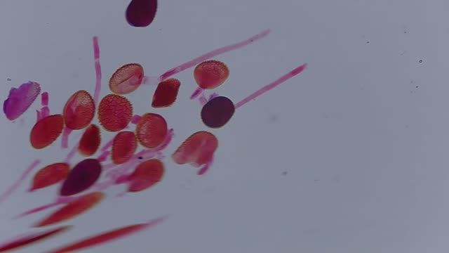 Цветочная пыльца под микроскопом