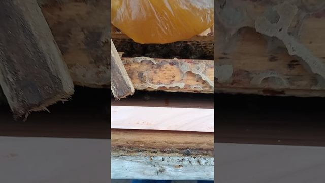 Спасаем семейку пчёл в январе, подставляем рамку пчелы.