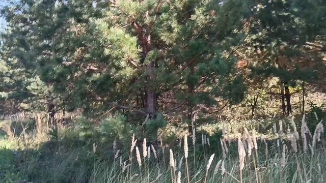 Юра Шатунов*Ромашки*Немного природы не помешает.