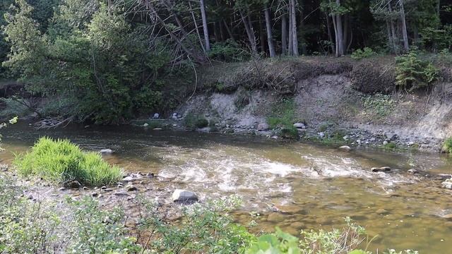 Прекрасная речушка шумит водой до впадения в озеро. Крякают утки. Лесной релакс.