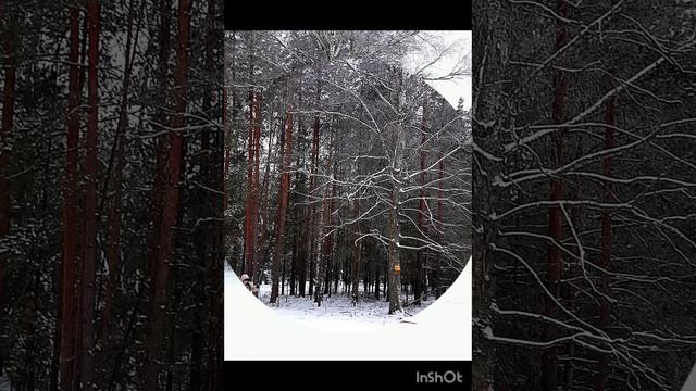 13-02-2025 " Забавы вечерней прогулки в лесу ( 12 февраля)
