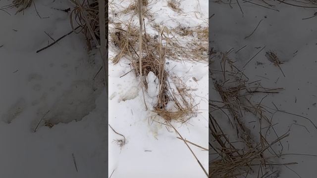 Волки пришли