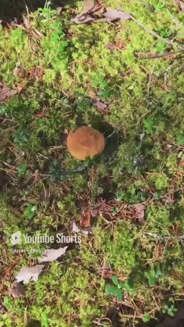 Очень много#Lots of #sorts #лес #forest