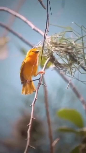 The process of making a nest.  Процесс создания гнезда.