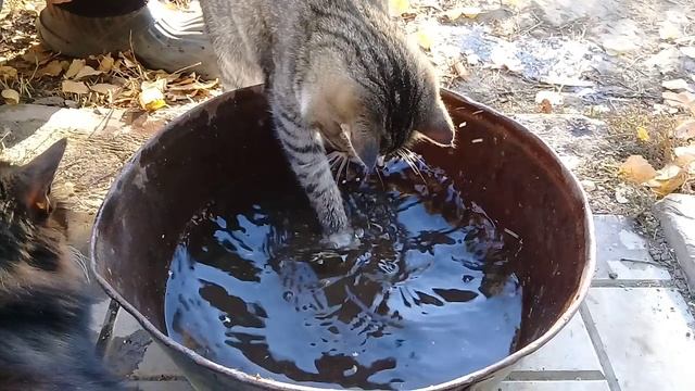 Кот Васька рыбачит