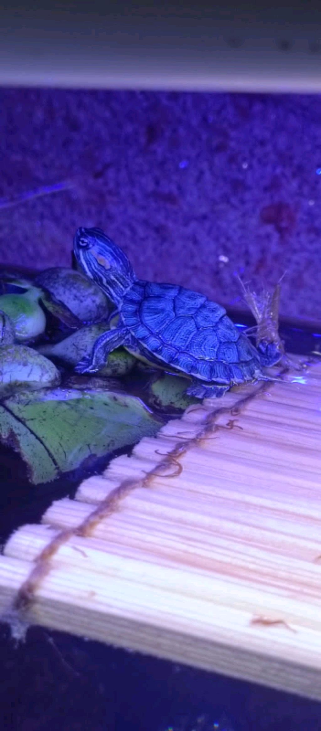 блезняшки с беднои и богатои семьи