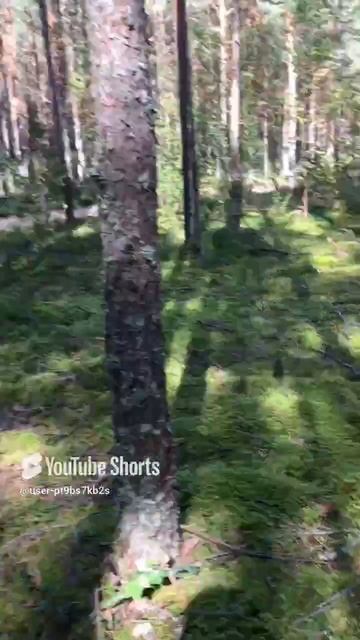 Паучек, паучек, тоненькие ножки#Spiders, spiders, thin legs #sorts #лес #forest