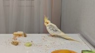 Попугай корелла на столе, кушает и мусорит)