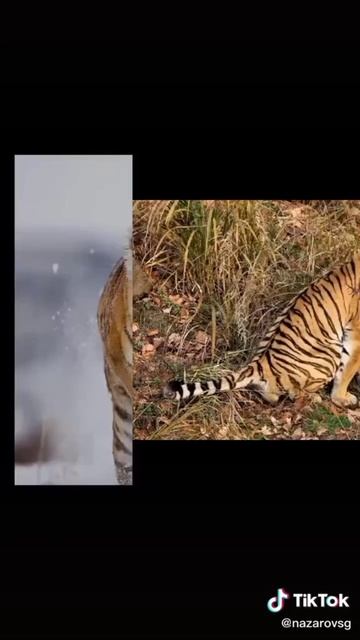 котики🐅