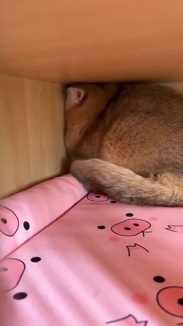 Смотрит матом...