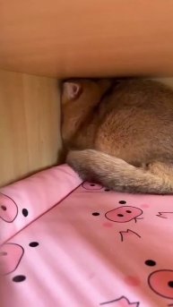 Смотрит матом...