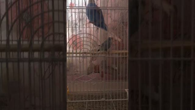 Реакция Кеши на пение волнистого попугайчика😅😅😅