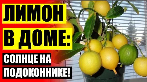 КАК ВЫГЛЯДИТ ДЕРЕВО ЛИМОНА 🚫