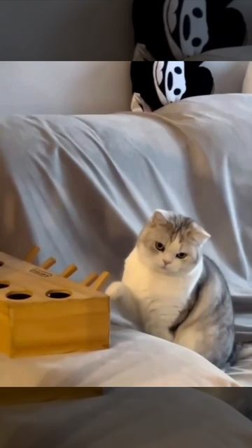 Кото будильник