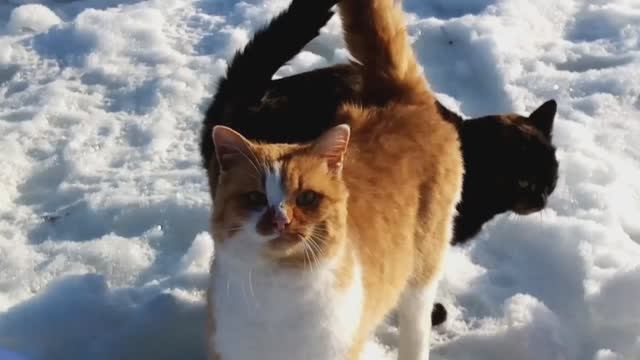 Две наглые кошачьи морды!