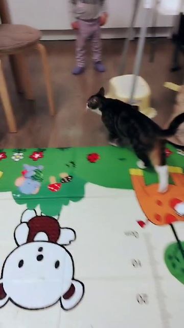прикол с моей кошкой Мусей