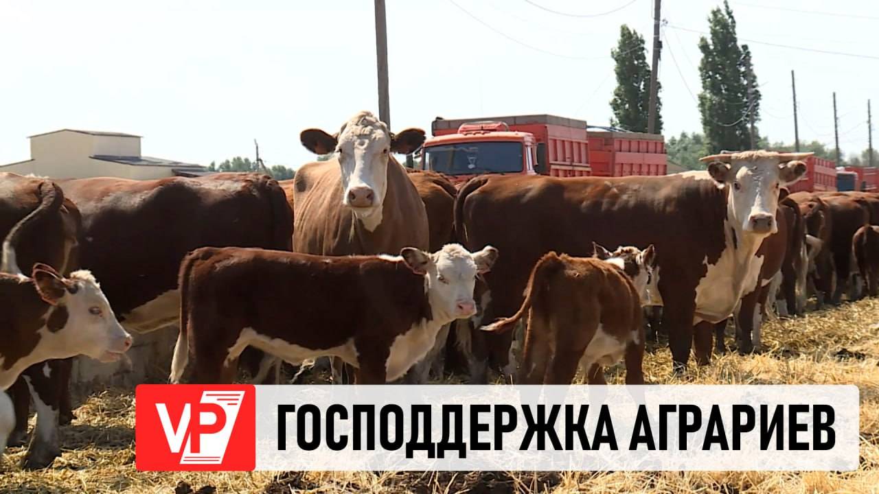 В 2025 ГОДУ ВОЛГОГРАДСКИЕ АГРАРИИ МОГУТ РАССЧИТЫВАТЬ НА ГОСПОДДЕРЖКУ