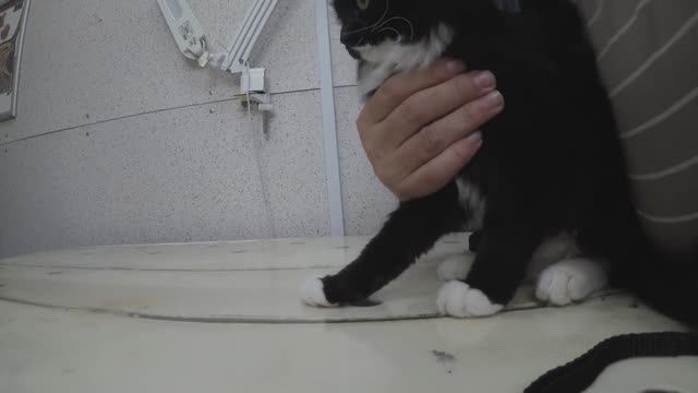 Дневник кошечки Пуси. У ветеринара