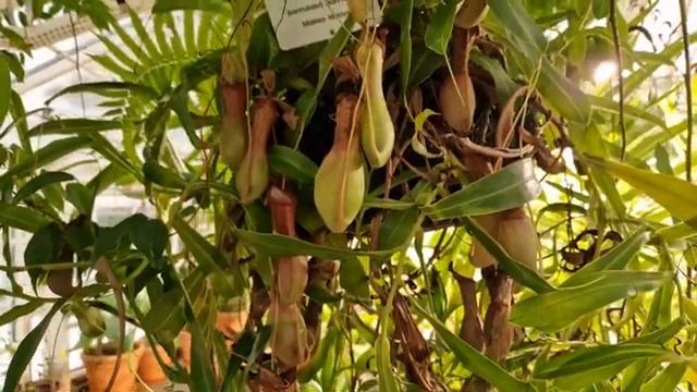 Хельсинки северный модерн и снегопады библиотеки и сауны велосипеды и прекрасный транспор