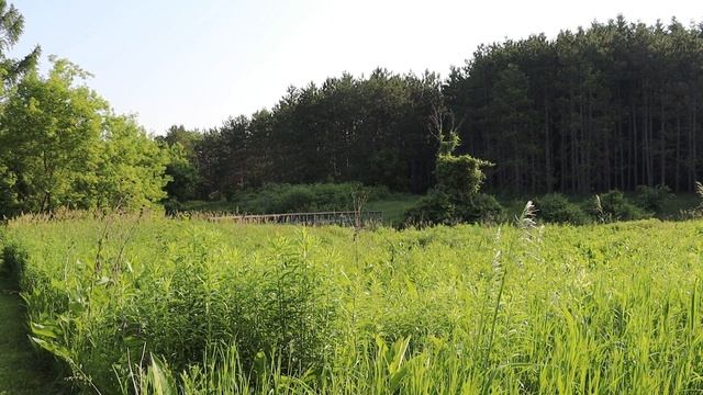 Густая сочная трава. Деревянный мост через речушку и спокойствие леса. Релакс.