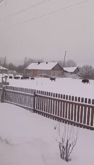 Обнаглели....