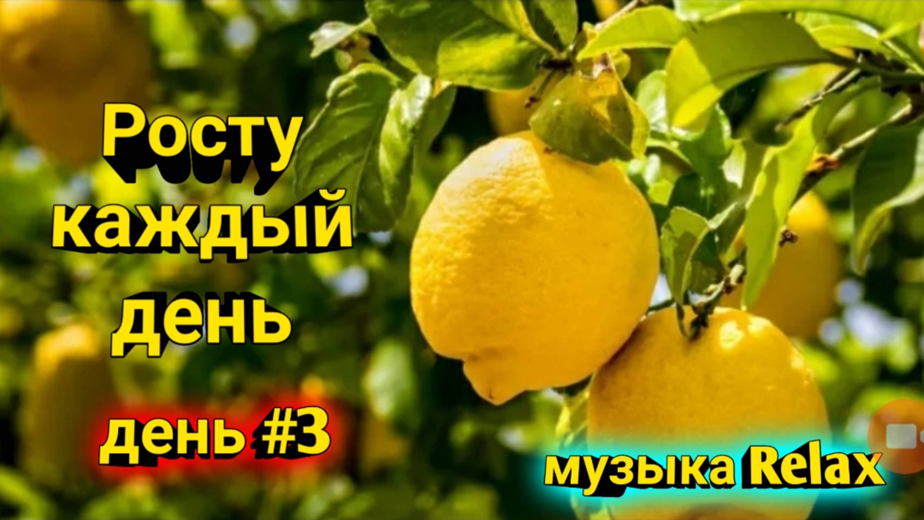 Лимон растет, слушаем музыку Relax