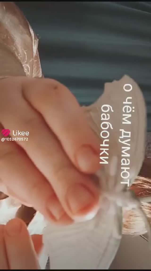 Бабочки
