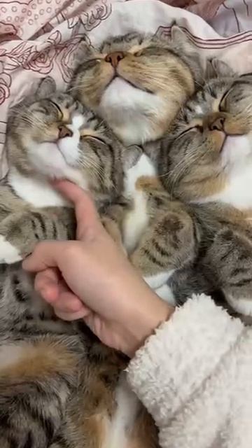 Мур-мур движок