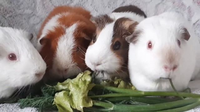 Gunea pigs whistle