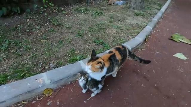 Котёнок хочет молока из мамы-кошки