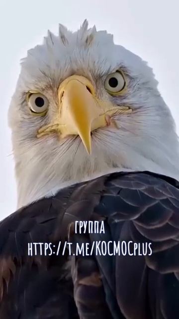 https://t.me/КОСМОСplus
