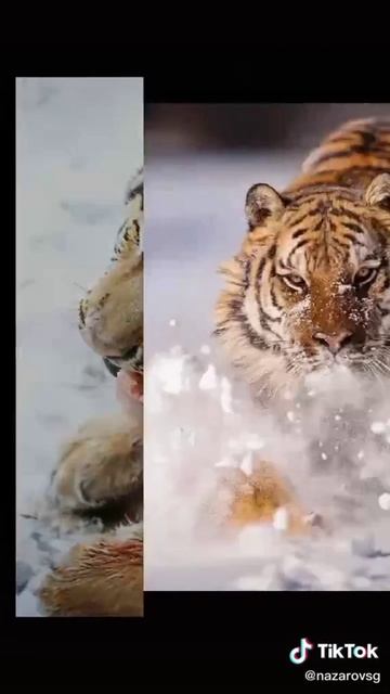 котики🐅
