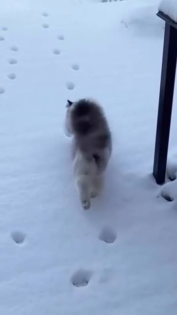 1000091481.mp4