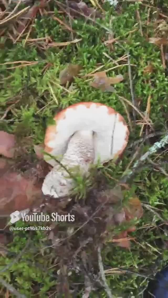 Он от нас отвернулся#He turned his back on us #sorts #лесное #forest