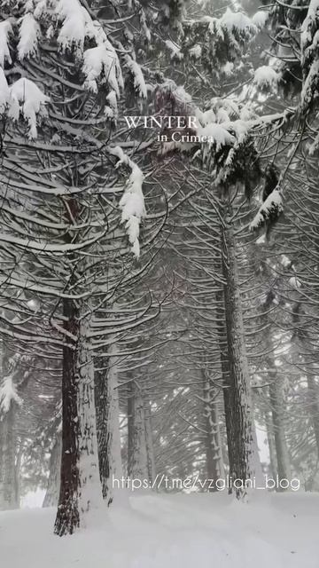 Роща секвой  на склоне Чатыр-Дага, Республика Крым❄️🌲https://t.me/vzgliani_blog #video #travel #sno