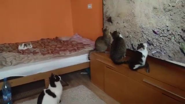 Коты смотрят мышь по телевизору