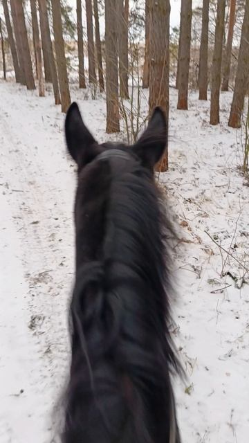 Дольче Вита в лесу. #horse #equestrian #лошади #pony