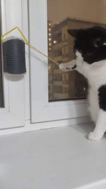 Пока хозяин в доте кот развлекает себя сам #streambor #dota2 #dota #кот #cat #gaming