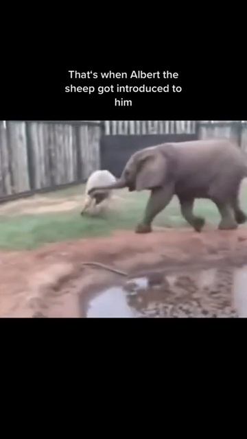 Heartwarming Friendship Between Elephant and Sheep #shorts