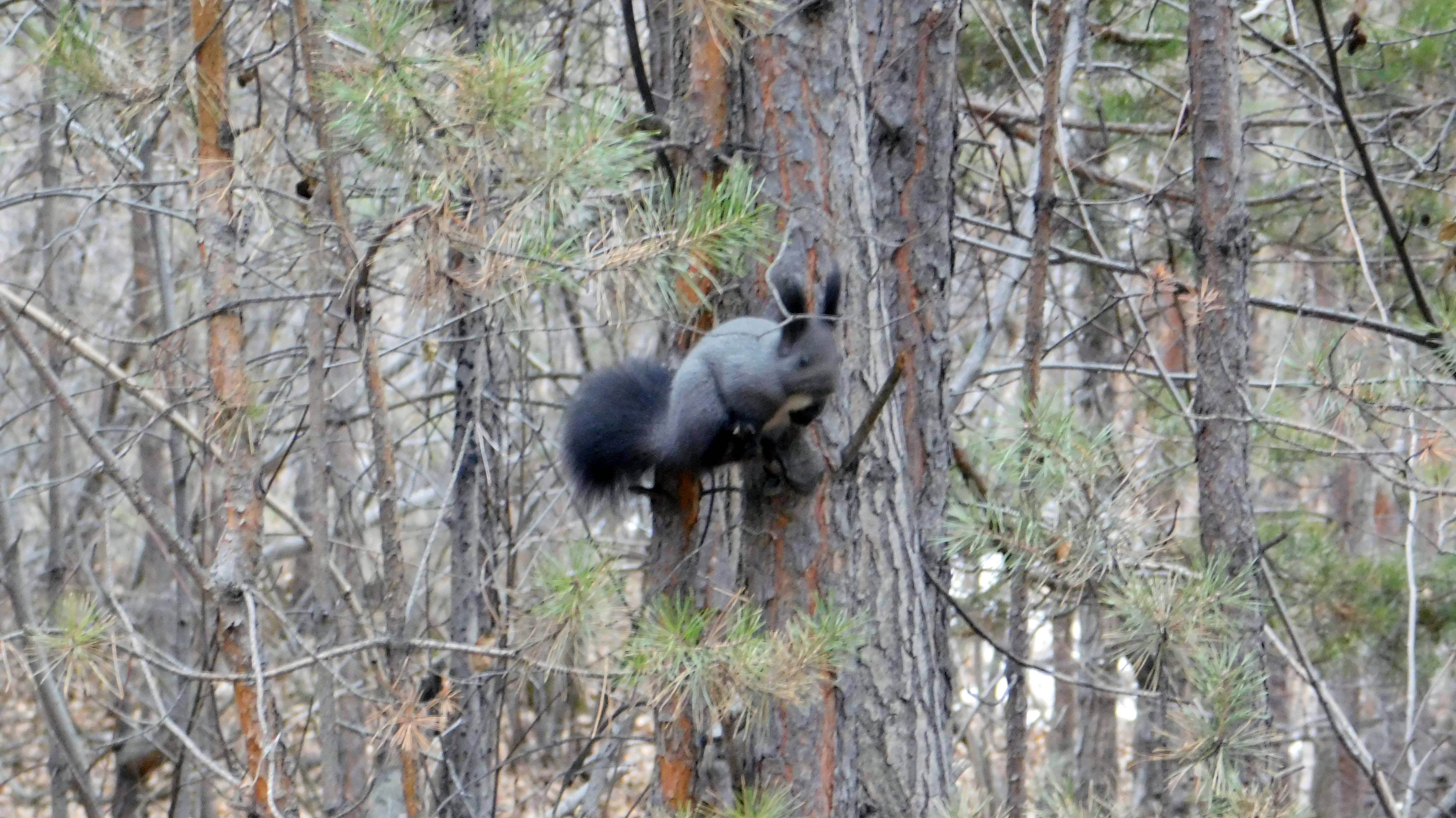 " Белка песенки поёт, И орешки всё грызёт... "