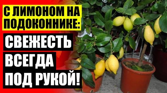 🔴 Посадка лимона черенком 💣 Лимонное дерево купить в оби ⛔