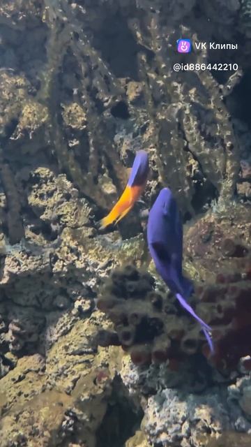 Oceanarium