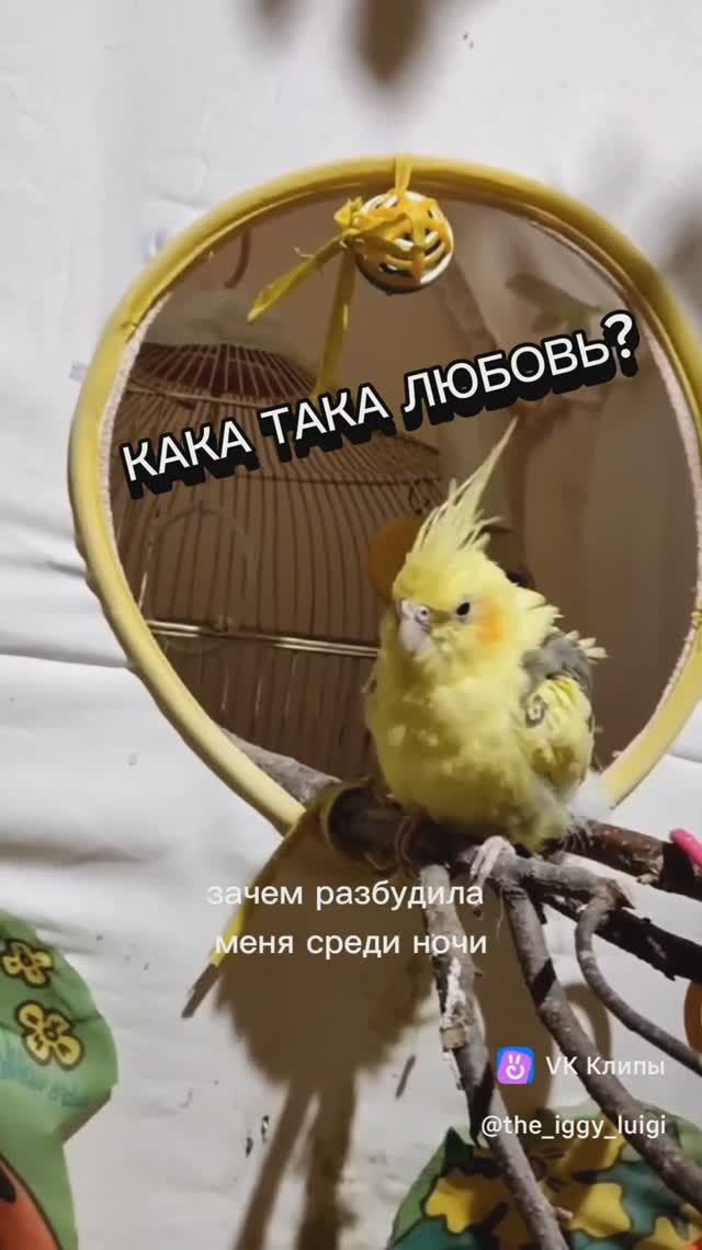 Жиза.