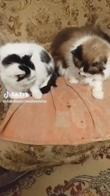 Драться надо так!...)))