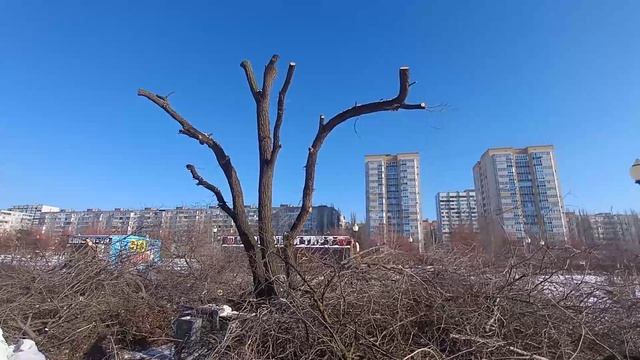 Санитарная обрезка деревьев в воронежском Парке Победы была выполнена с грубыми нарушениями