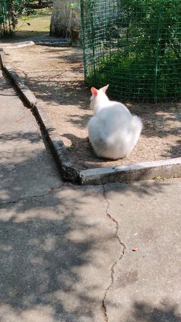 кенгуру