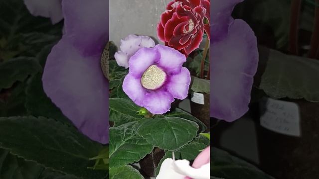 Сеянцы из моих семян