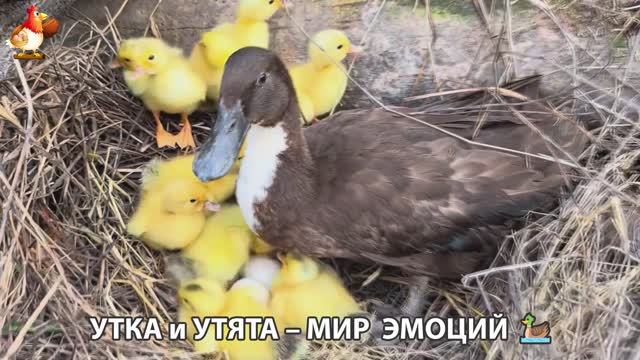 Утка и Утята – мир нежных эмоций 🦆🤗❣️часть (58)