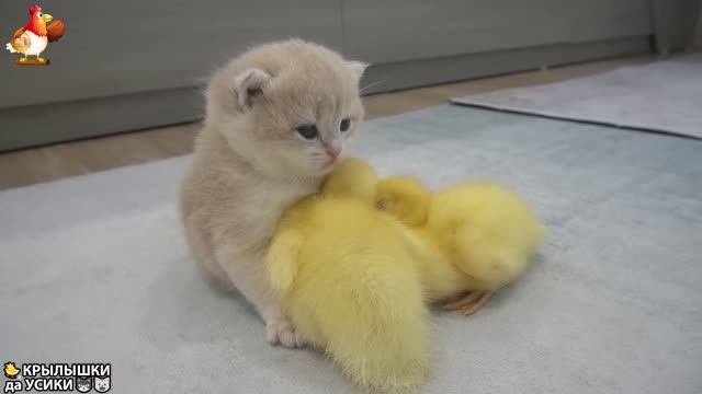 Утята и Цыплята - Кошки и котята (134) Милые малыши Хвостики да Усики ❣️🥰🤗