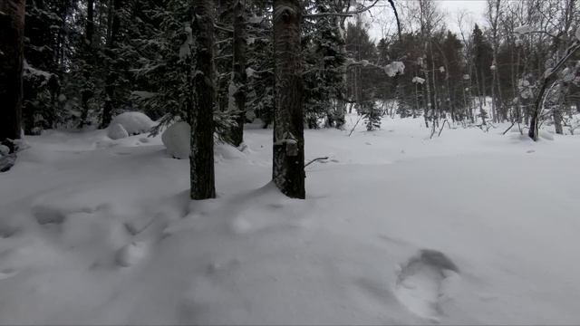 Лесные - каменный дом и лесная изба на лыжах в разгар зимы